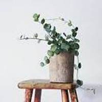 Sussex Psychological Therapy Centre - Private ADHD Clinic Logo