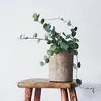 Sussex Psychological Therapy Centre - Private ADHD Clinic Logo